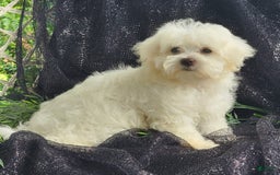 Maltese dogs for sale: Chloe - Image 5