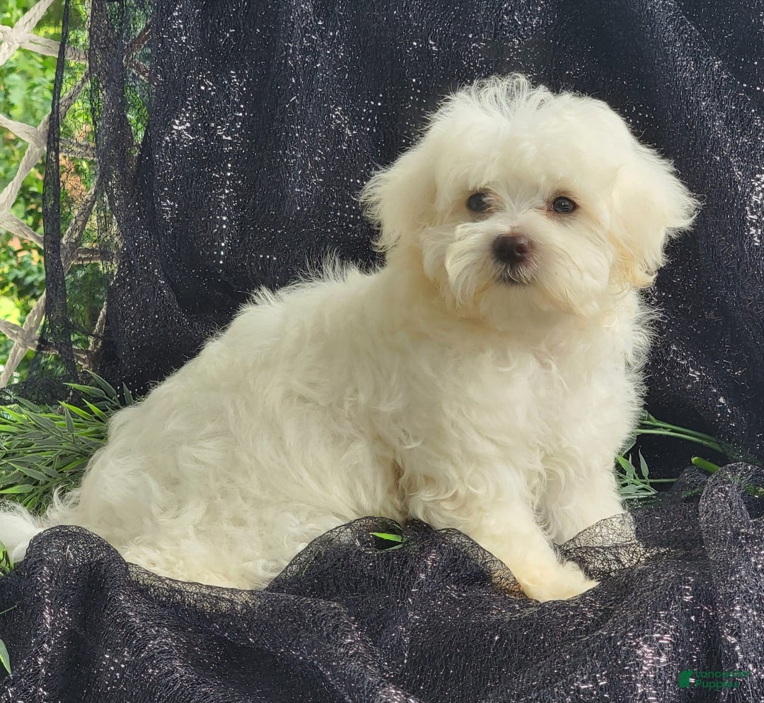 Maltese dogs for sale: Chloe - Image 5