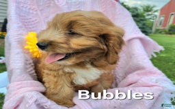 Cavapoo dogs for sale: Bubbles - Image 1