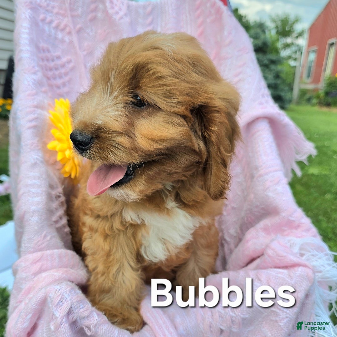 Cavapoo dogs for sale: Bubbles - Image 1