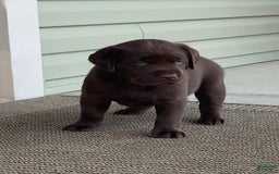 Labrador Retriever dogs for sale: Chloe - Image 6