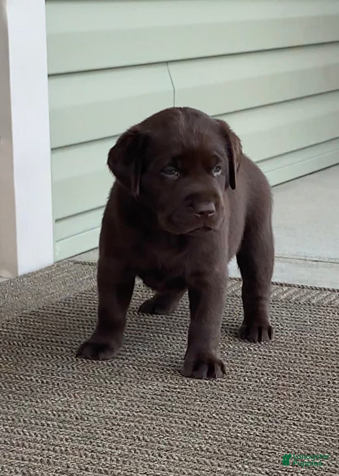 Labrador Retriever dogs for sale: Chloe - Image 6