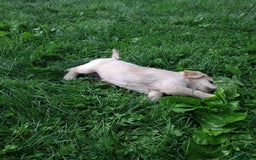 Golden Retriever dogs for sale: Prairie - Image 30