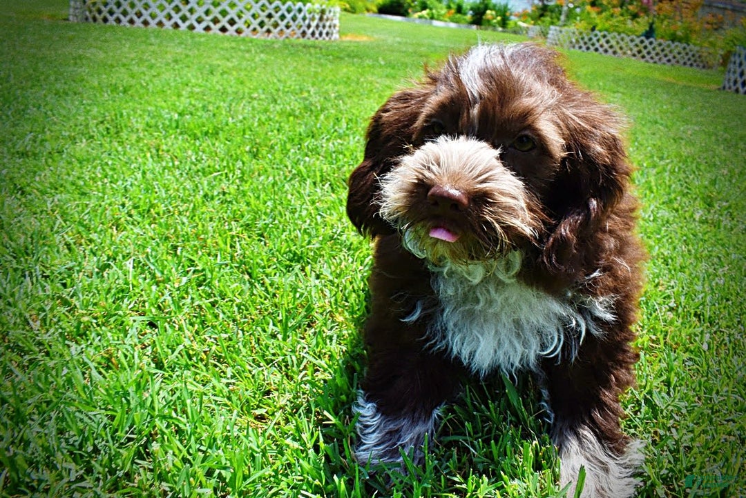Havapoo dogs for sale: Valor - Image 2
