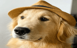 Golden Retriever dogs for sale: Lily - Image 3