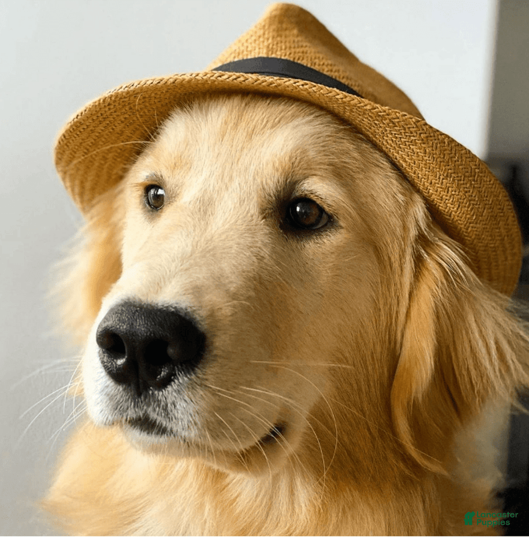 Golden Retriever dogs for sale: Lily - Image 3