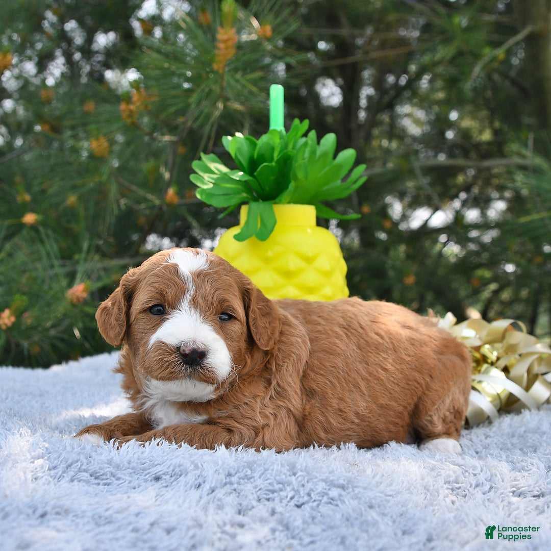 Mini Goldendoodle dogs for sale: Emma - Image 24