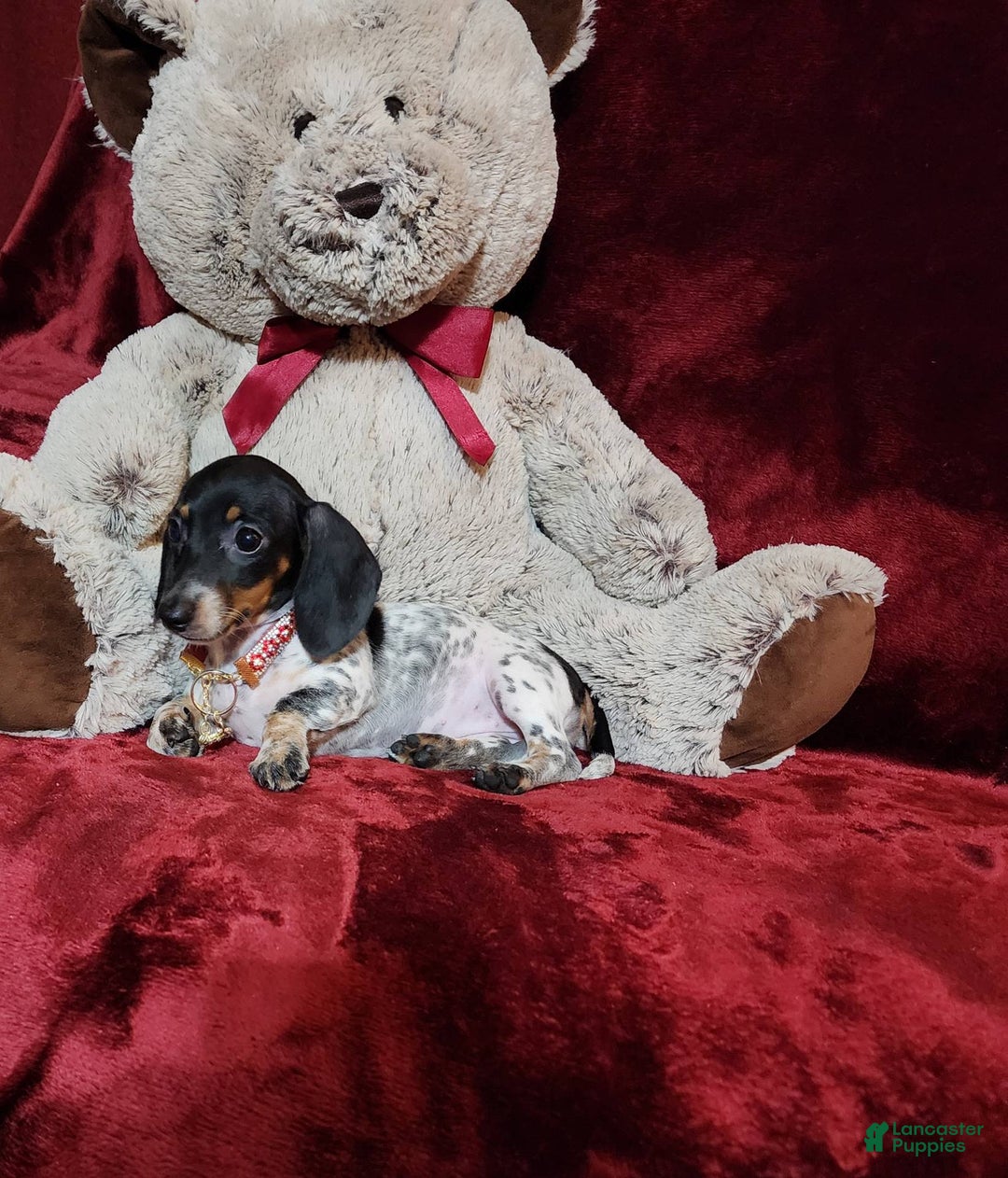 Miniature Dachshund dogs for sale: DOTTIE - Image 4