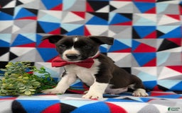 Jack Russell Terrier dogs for sale: Markey - Image 1