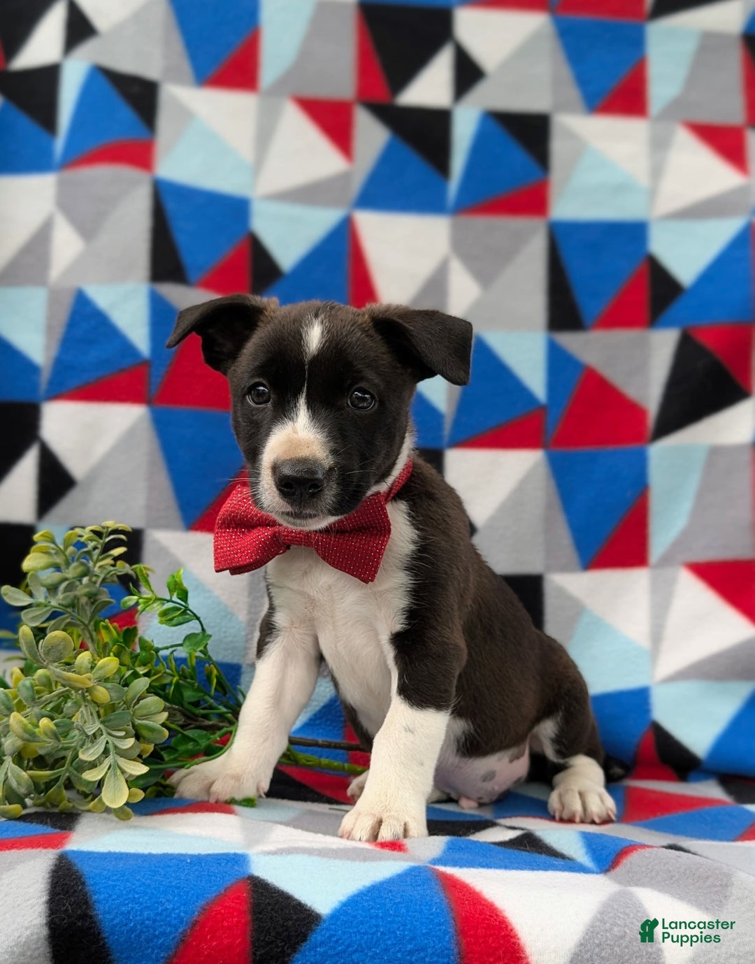 Jack Russell Terrier dogs for sale: Markey - Image 1
