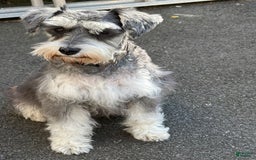 Miniature Schnauzer dogs for sale: BELLA - Image 13