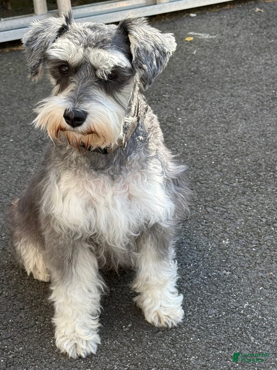 Miniature Schnauzer dogs for sale: BELLA - Image 13