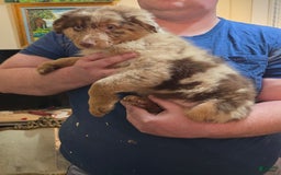 Australian Shepherd dogs for sale: Teddi - Image 11