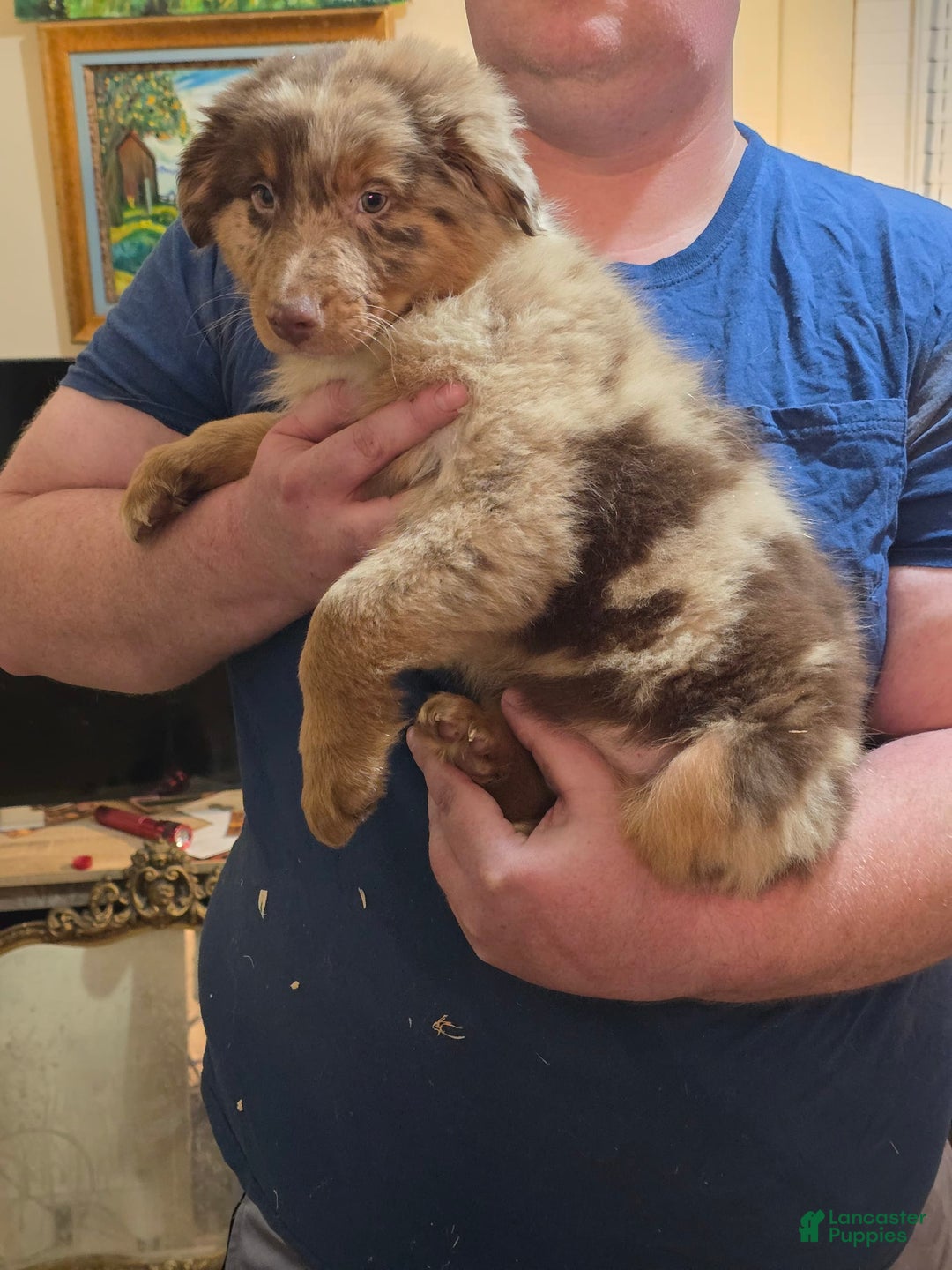 Australian Shepherd dogs for sale: Teddi - Image 11