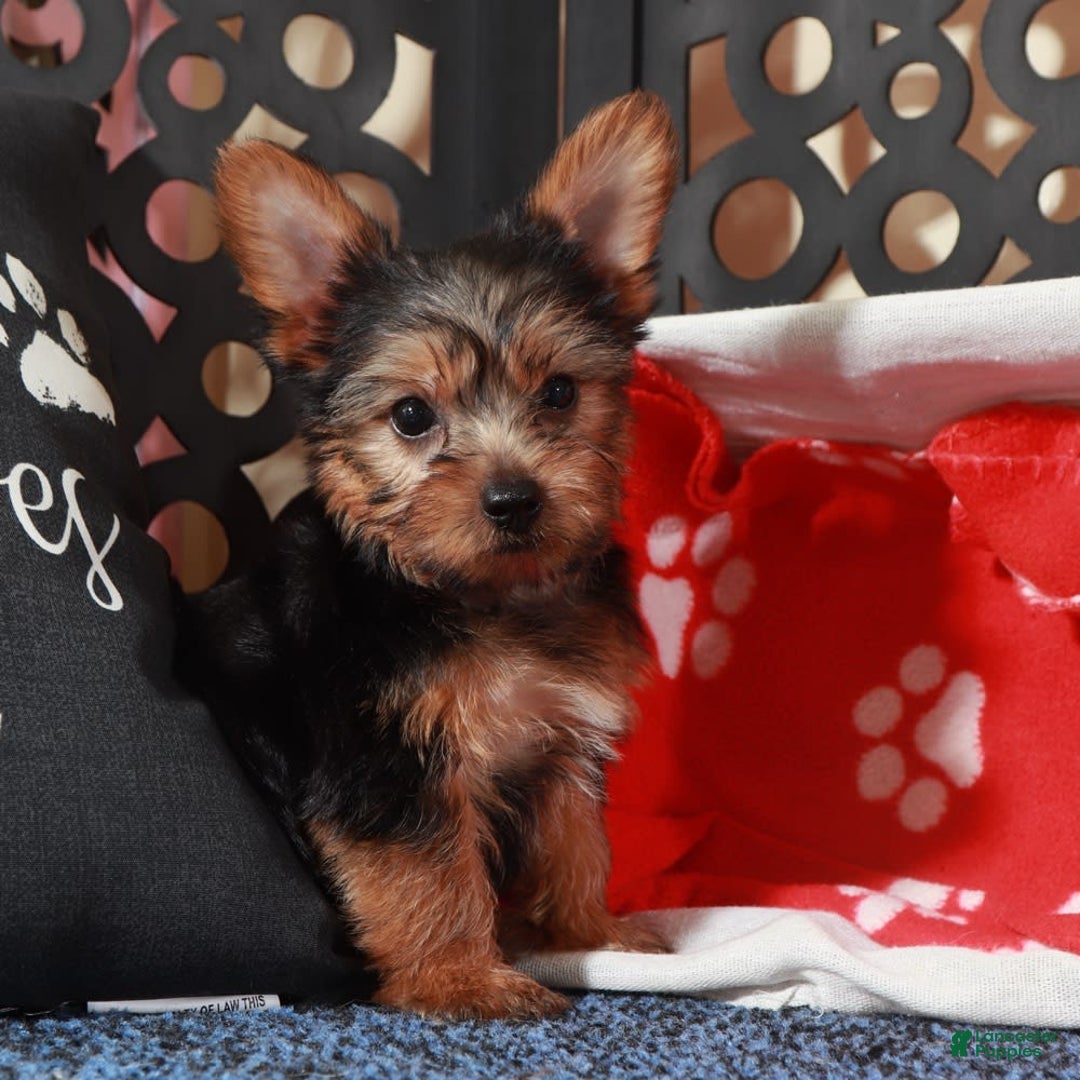 Yorkshire Terrier dogs for sale: Clark - Image 4