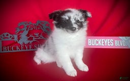 Shetland Sheepdog dogs for sale: Bi-blue Split Face - Image 1