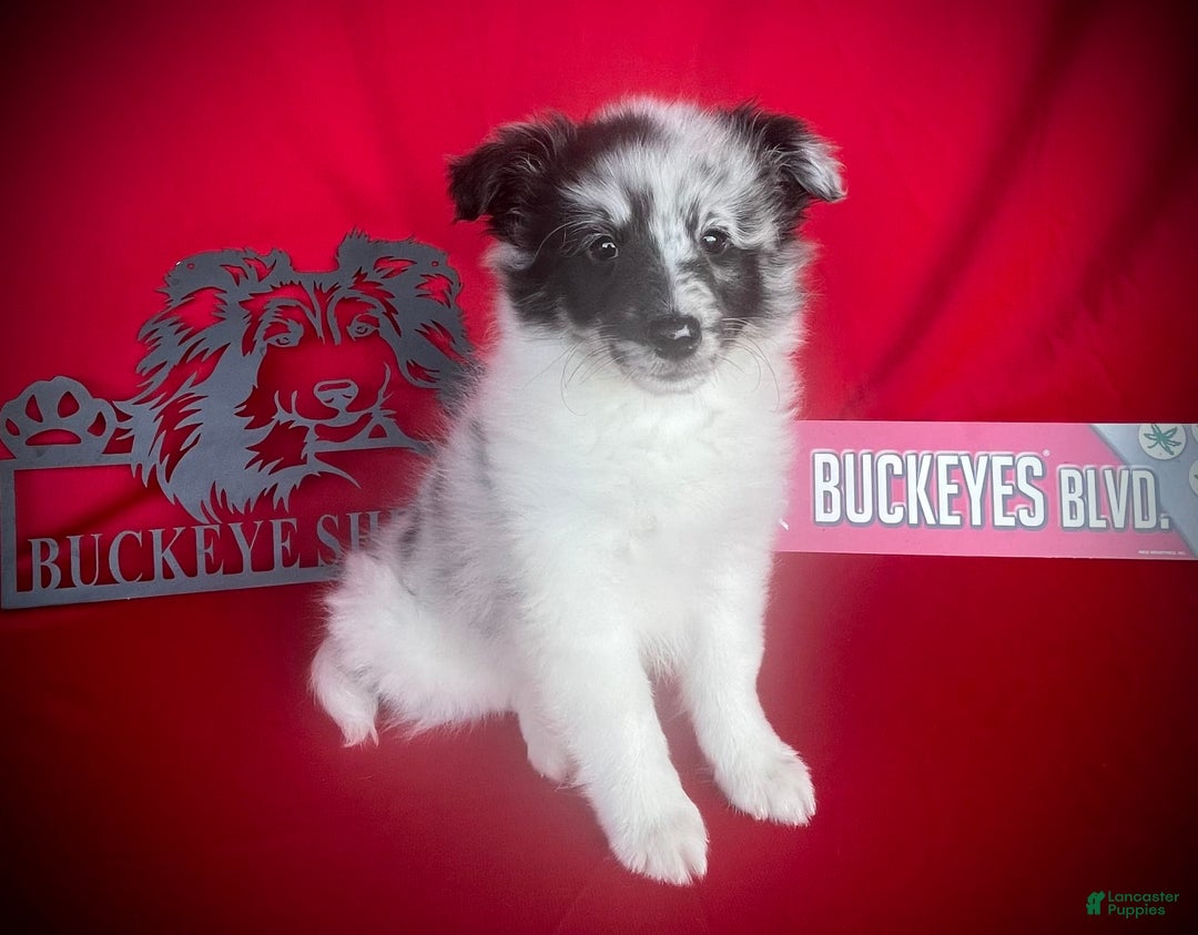Shetland Sheepdog dogs for sale: Bi-blue Split Face - Image 1