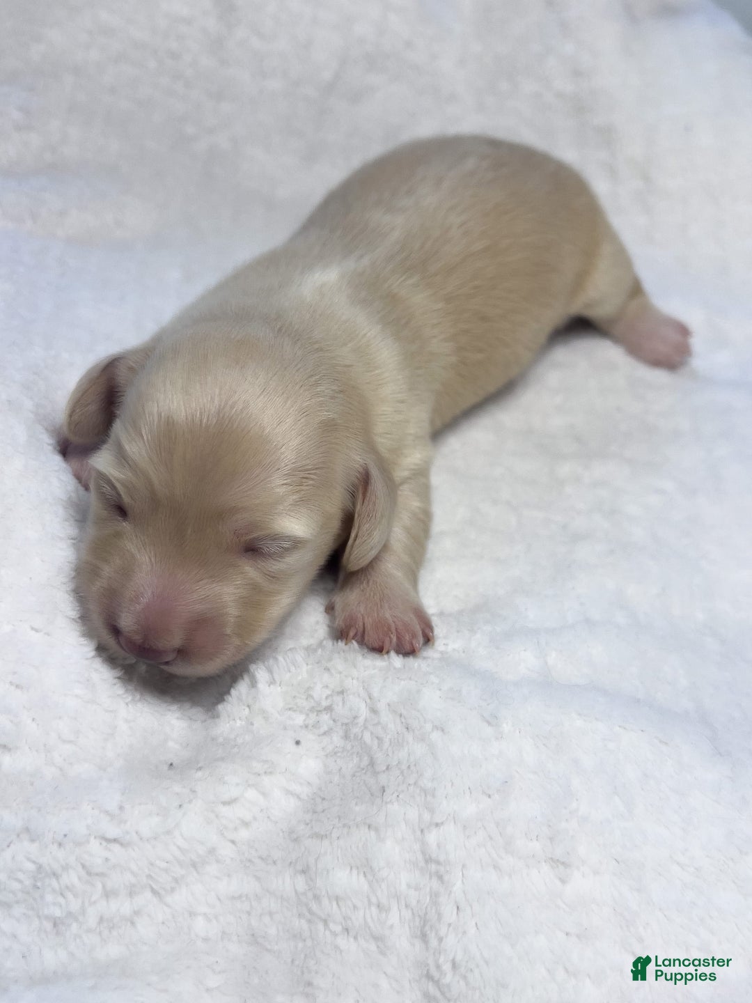Miniature Dachshund dogs for sale: Glaze - Image 1
