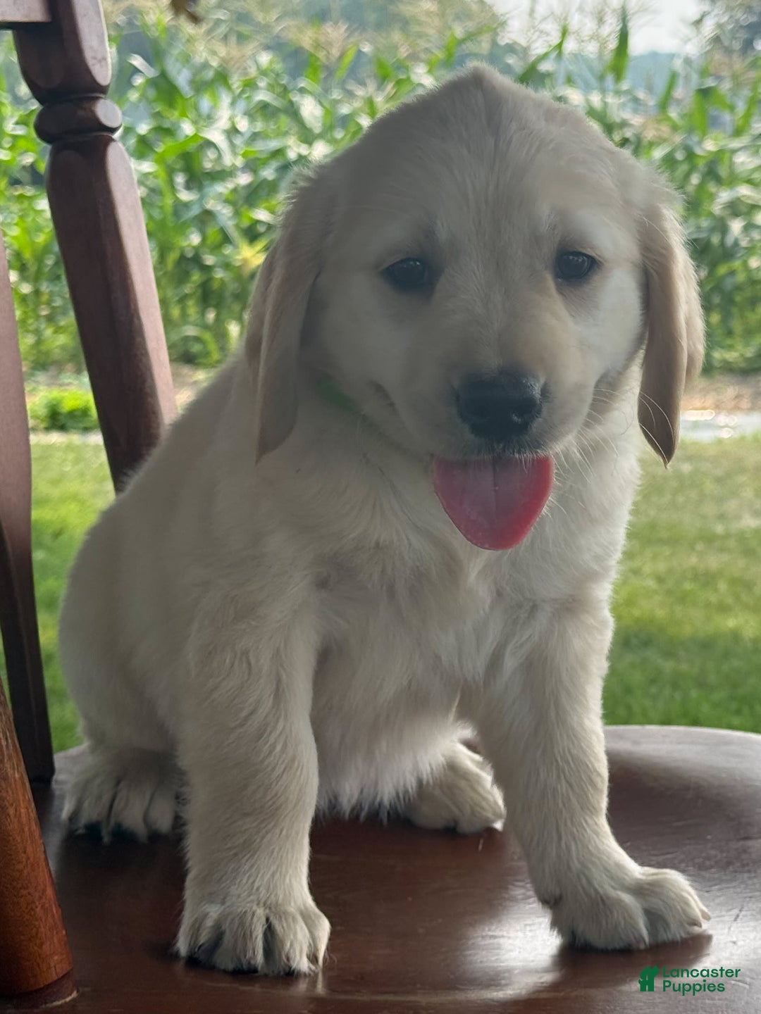 Golden Retriever dogs for sale: Friendly Fern - Image 11