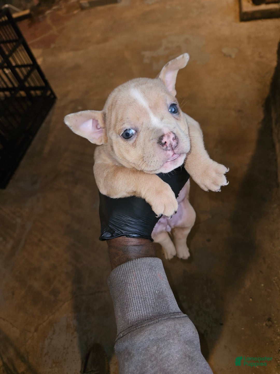 American Bully dogs for sale: Delila - Image 7