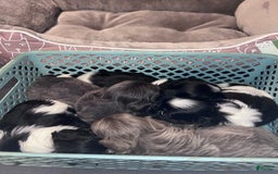 Shih Tzu dogs for sale: Barney - Image 3