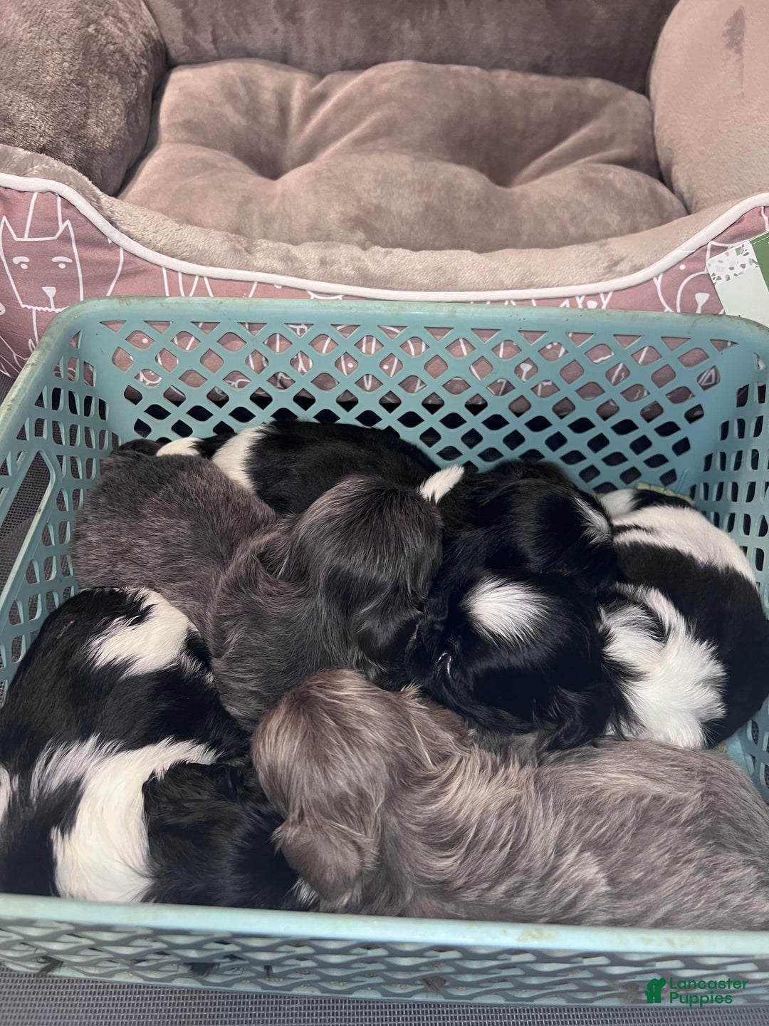 Shih Tzu dogs for sale: Barney - Image 3