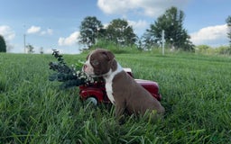 Frenchton dogs for sale: Carlin - Image 2
