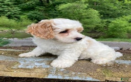 Cockapoo dogs for sale: Buddy - Image 6