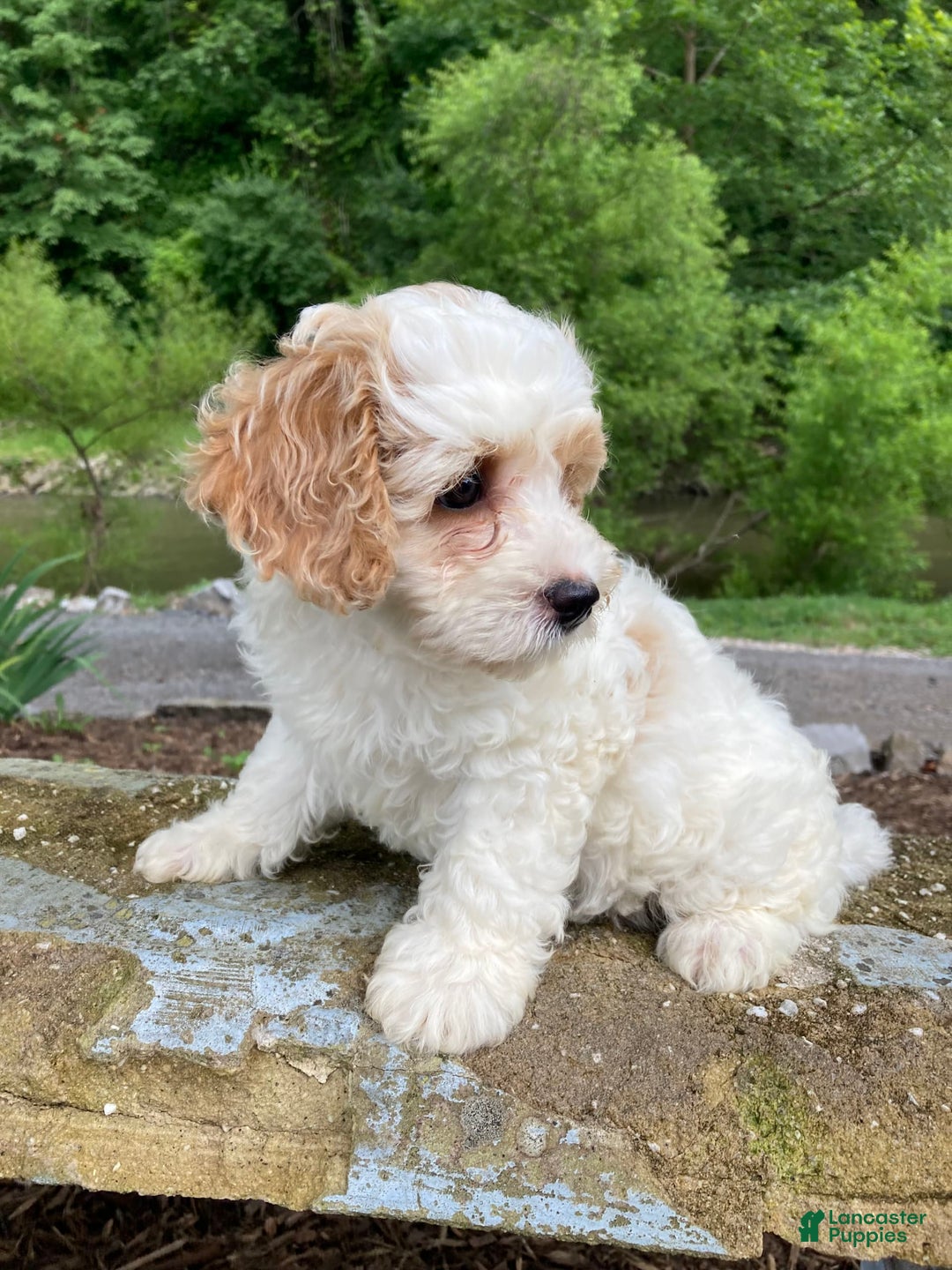 Cockapoo dogs for sale: Buddy - Image 6