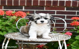Malshi dogs for sale: Carson - Image 1