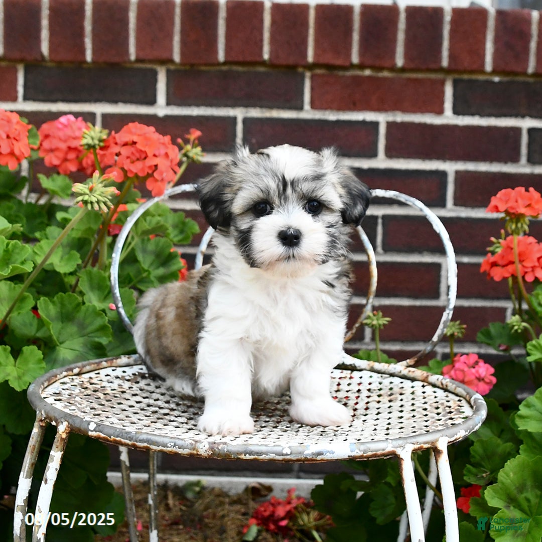 Malshi dogs for sale: Carson - Image 1