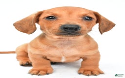 Miniature Dachshund dogs for sale: Jingle - Image 1