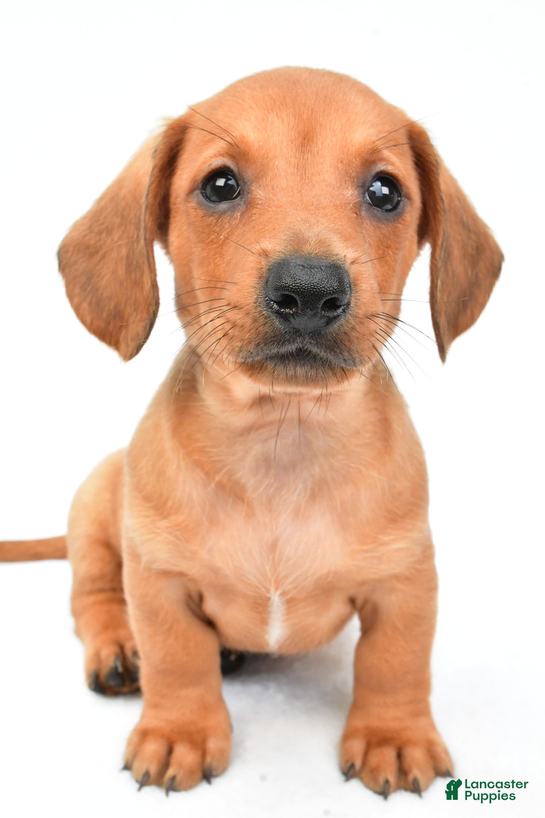 Miniature Dachshund dogs for sale: Jingle - Image 1