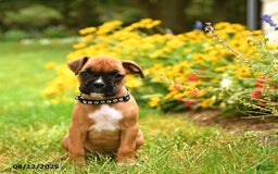 Boxer dogs for sale: Bicayne - Image 3
