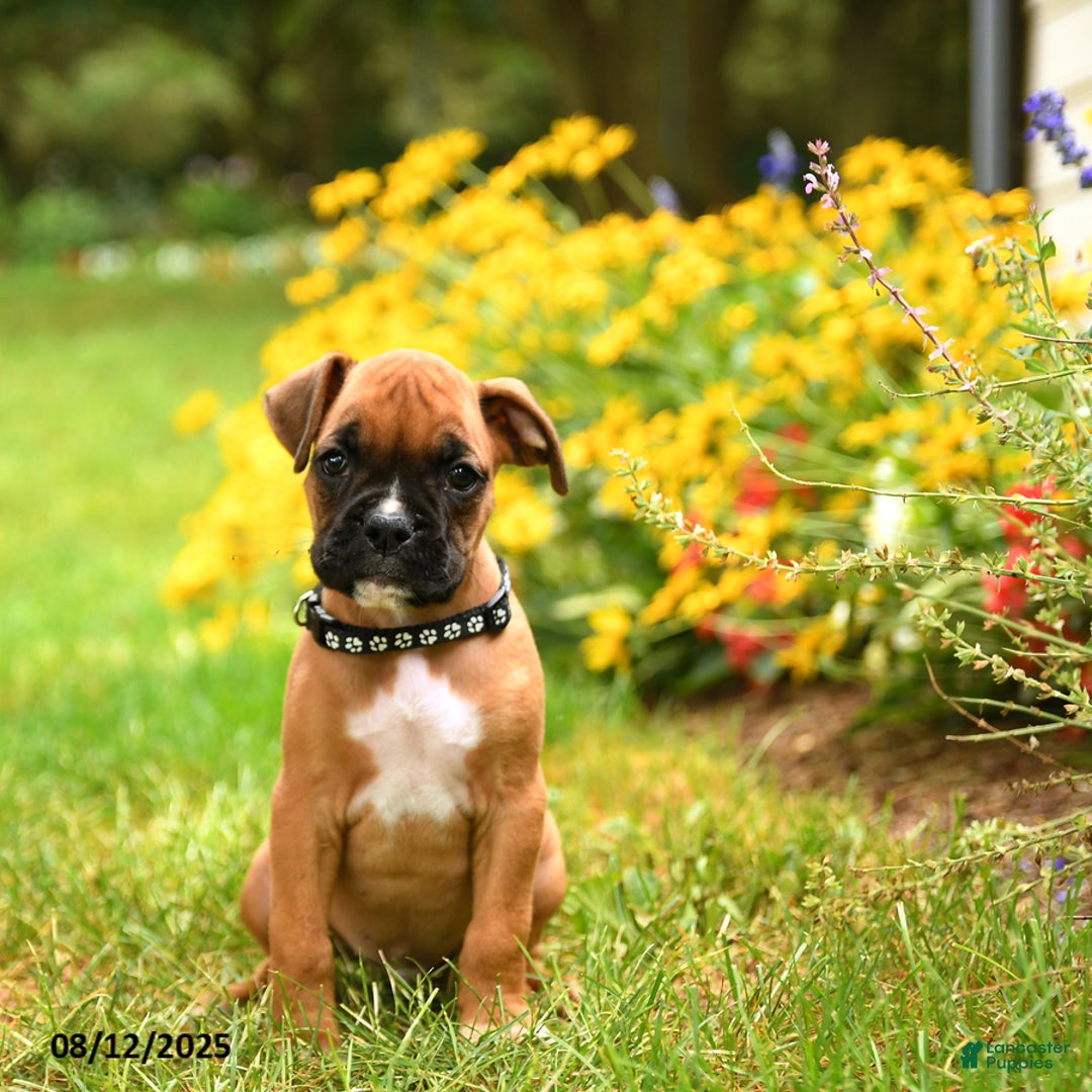 Boxer dogs for sale: Bicayne - Image 3