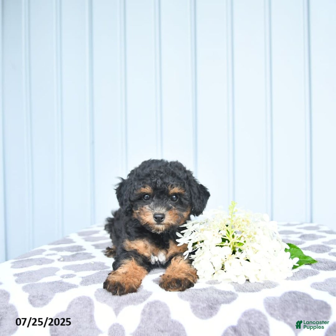 Toy Poodle dogs for sale: Khloe - Image 8