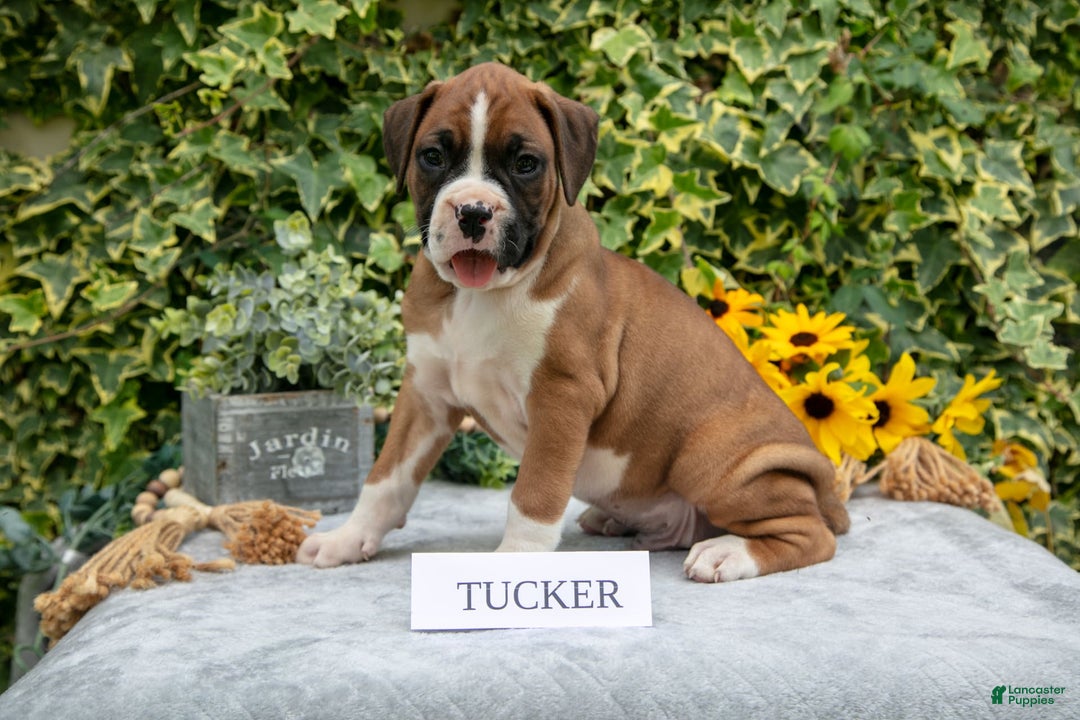 Boxer dogs for sale: Tucker - Image 3