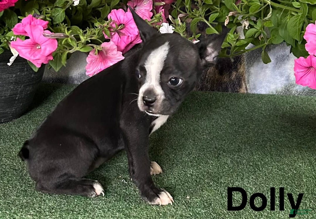 Boston Terrier dogs for sale: Dolly - Image 1