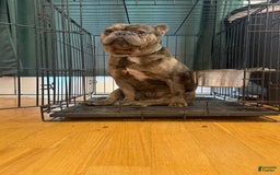 French Bulldog dogs for sale: August - Image 8