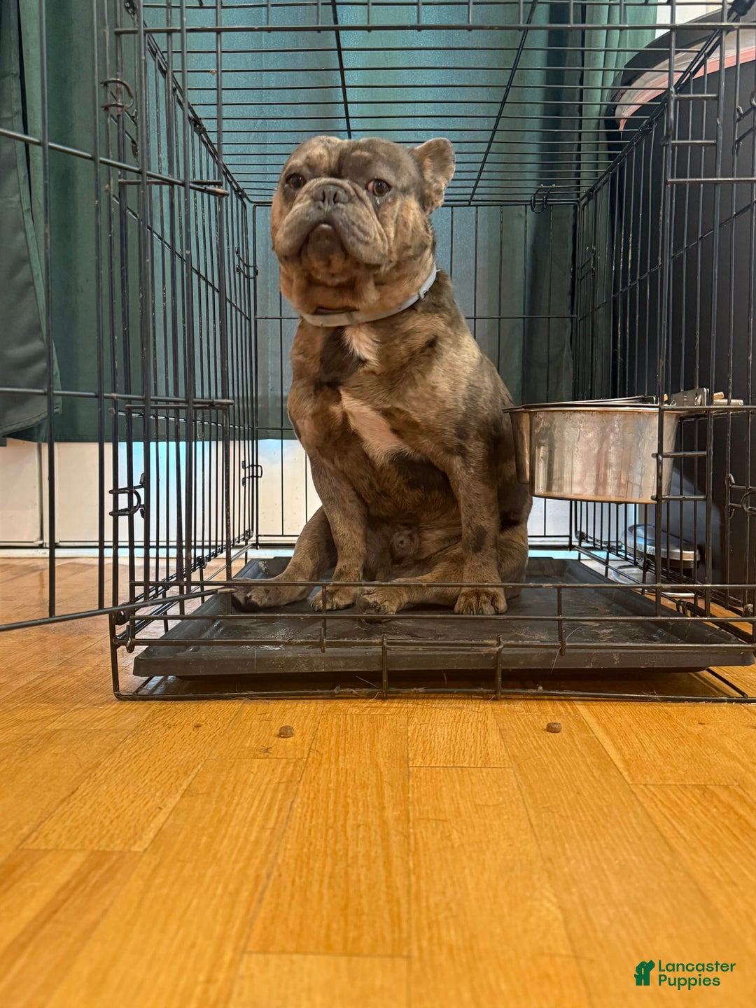 French Bulldog dogs for sale: August - Image 8