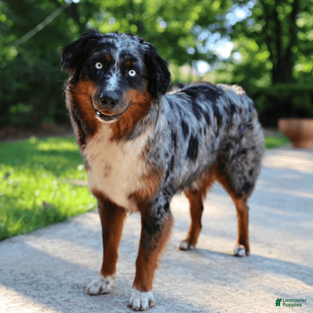 Australian Shepherd dogs for sale: Mikoh - Image 7