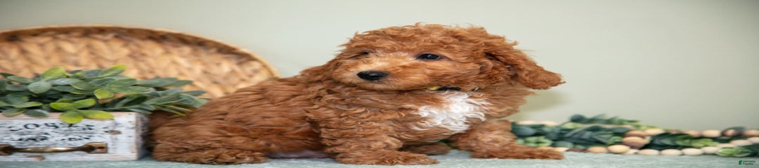 Greg