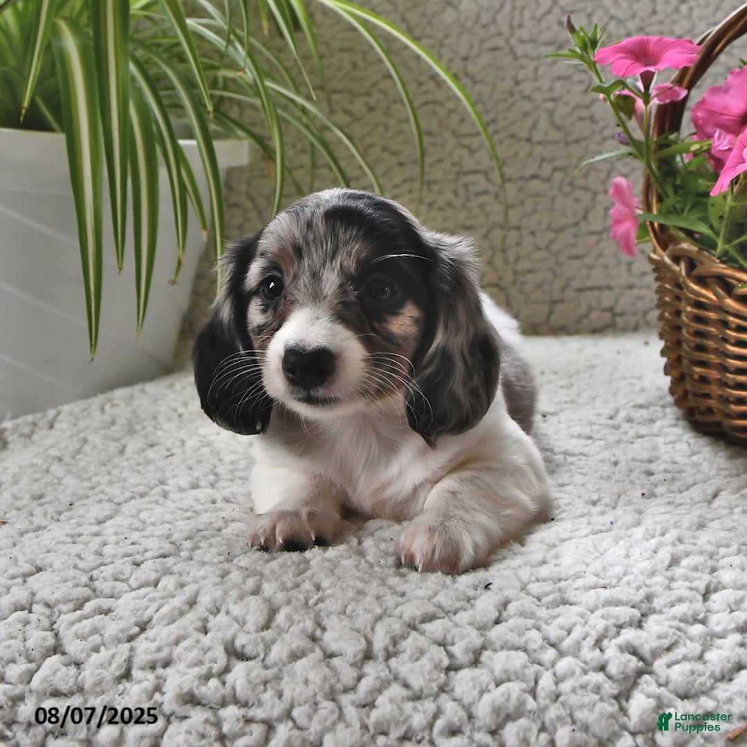 Miniature Dachshund dogs for sale: Silver Star - Image 4