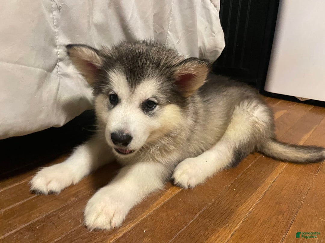 Alaskan Malamute dogs for sale: Tundra - Image 2
