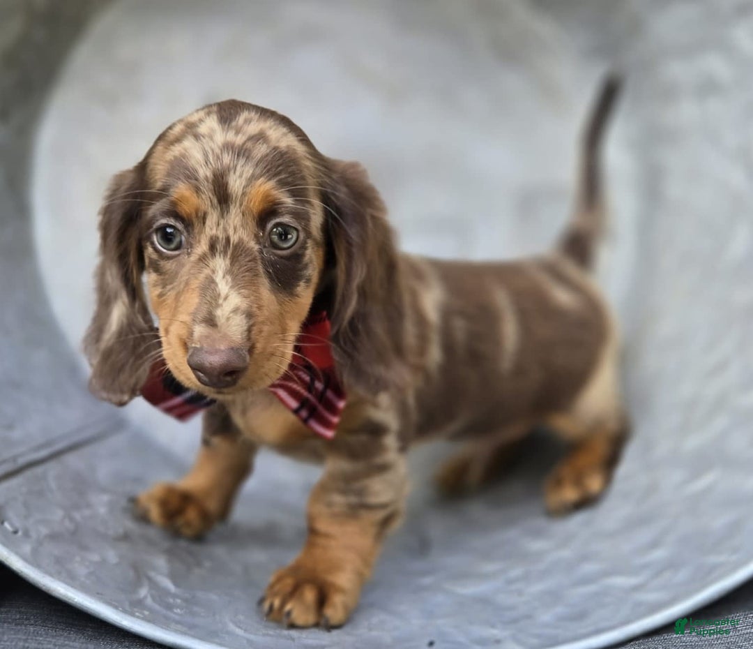 Miniature Dachshund dogs for sale: Kyle - Image 7