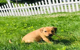 American Staffordshire Terrier dogs for sale: Galinda - Image 7