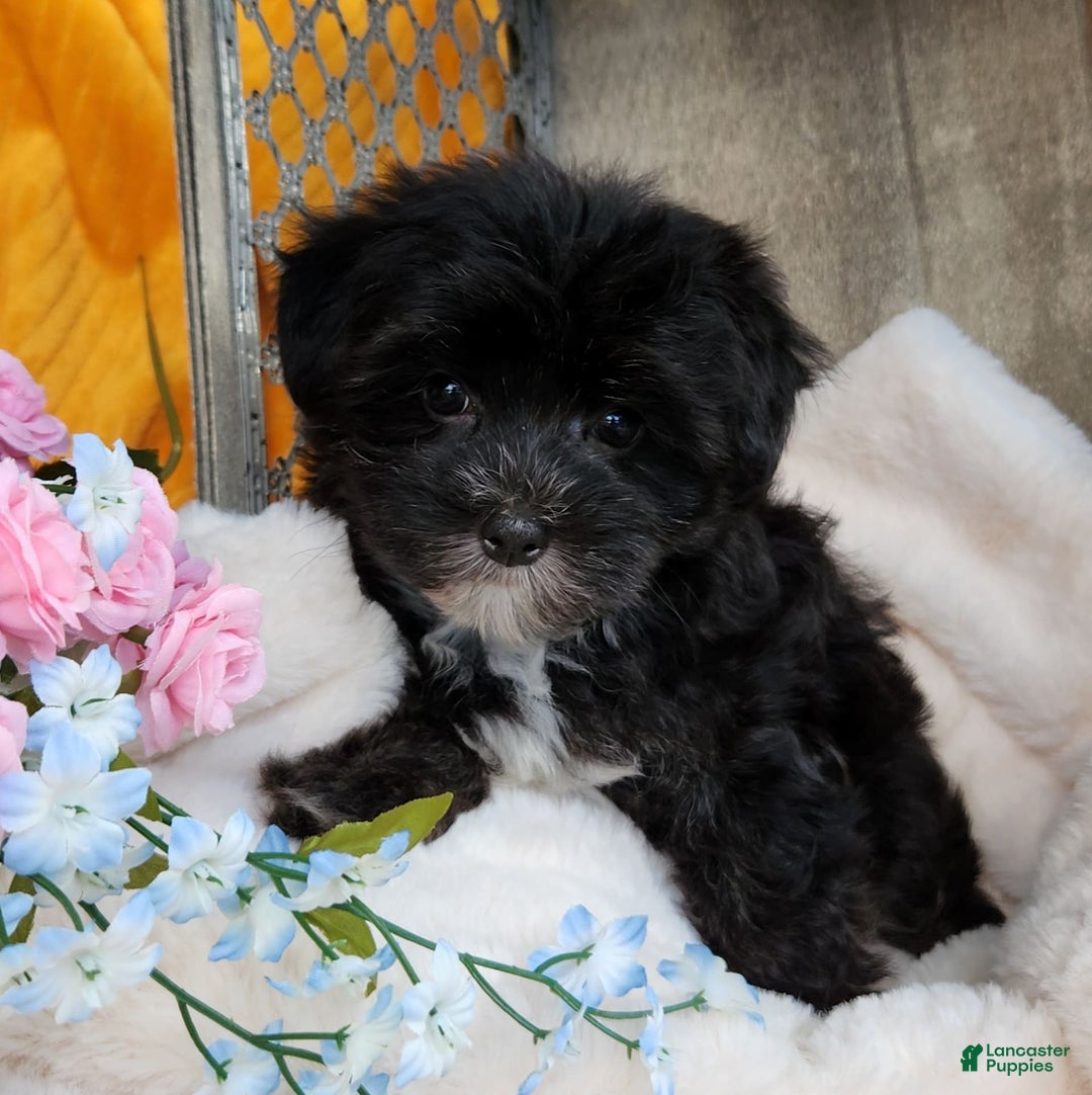 Morkie dogs for sale: Gracie - Image 5