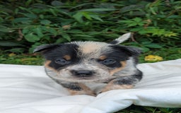 Australian Cattle Dog dogs for sale: Ranger - Image 5