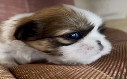 Shih Tzu dogs for sale: Ollie - Image 12
