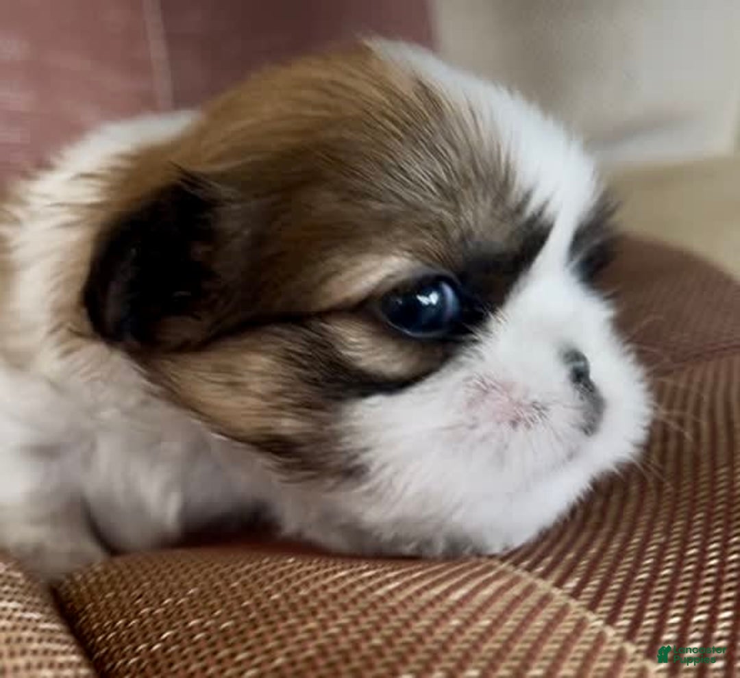 Shih Tzu dogs for sale: Ollie - Image 12